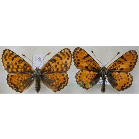 Melitaea didyma (Esper, 1778) pair Przeplatka didyma Czech18j